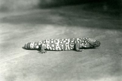 Ein Gila-Monster im Londoner Zoo, September 1923 von Frederick William Bond